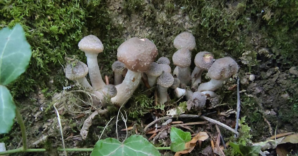 Fungal fiction: a photo of some real life fungi growing at the mossy base of an ivy-covered tree